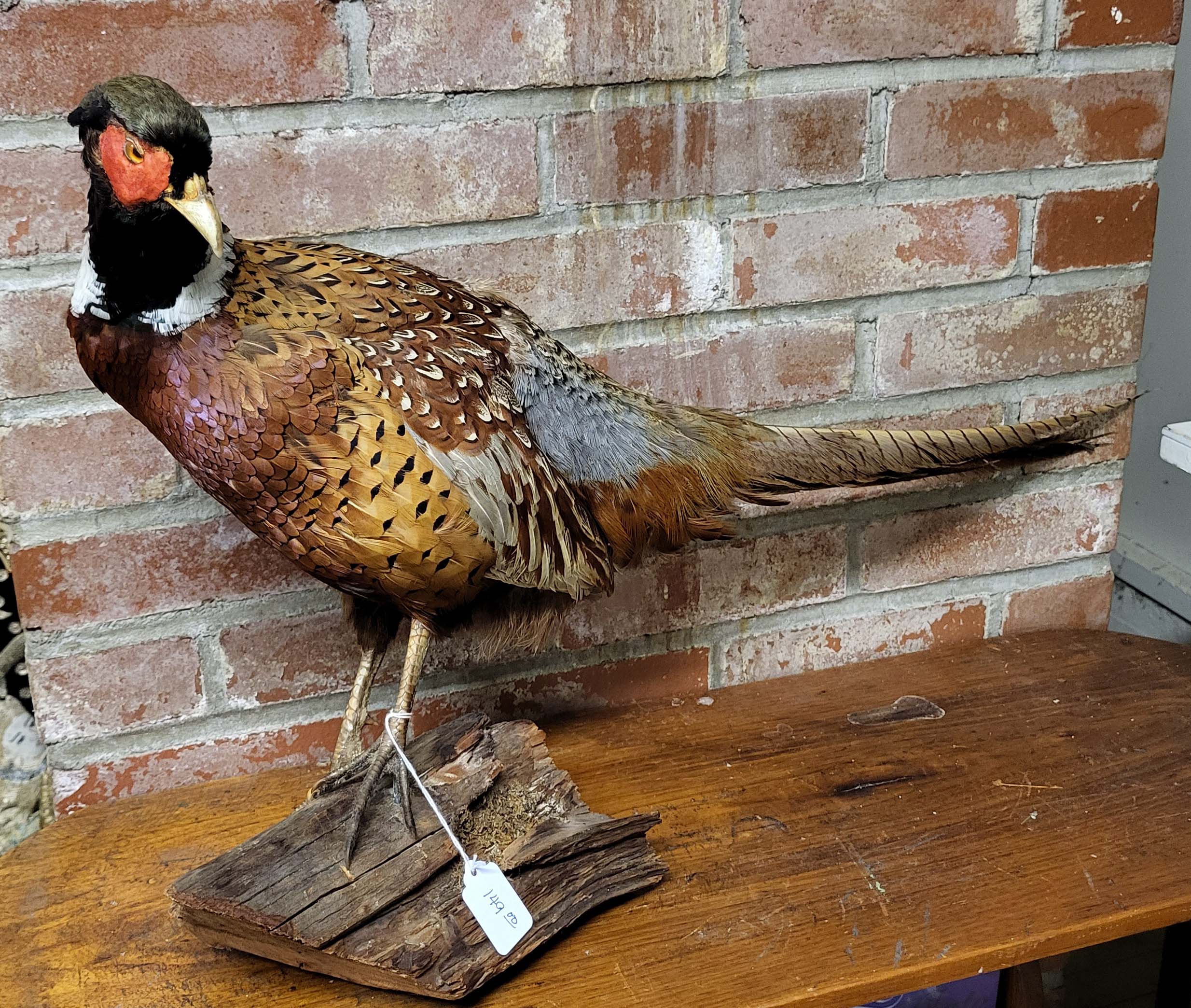 TAXIDERMY PHEASANT